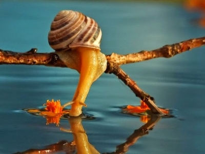 Улитки тоже люди
